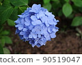  繡球 90519047