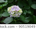  繡球 90519049