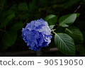  繡球 90519050