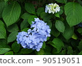  繡球 90519051