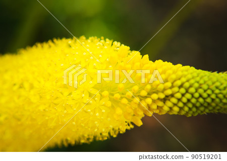 Bourbonella flowers Bourbonella flowers 90519201