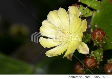 Petit cactus flowers Petit cactus flowers 90519289