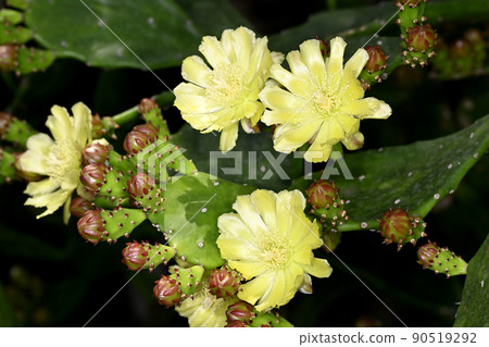 Petit cactus flowers 90519292
