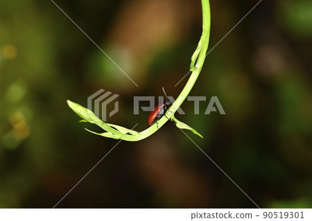 Yellow leaf beetle Yellow leaf beetle 90519301