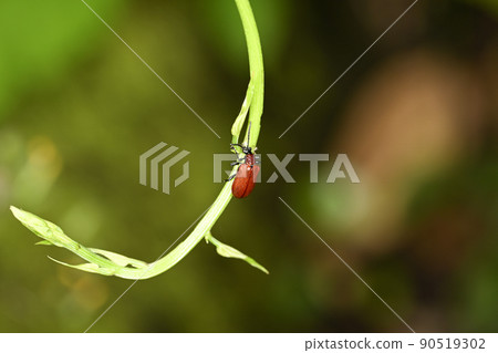 Yellow leaf beetle Yellow leaf beetle 90519302