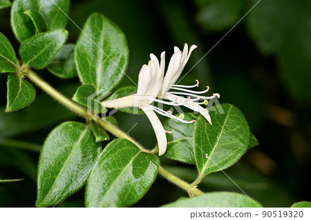 Honeysuckle 90519320