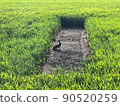 Early summer rice field rabbit 90520259