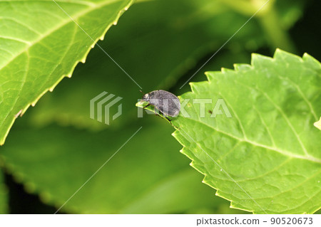 Bellowoudo Kogane 90520673