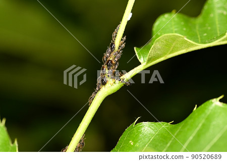 Ali and aphids 90520689