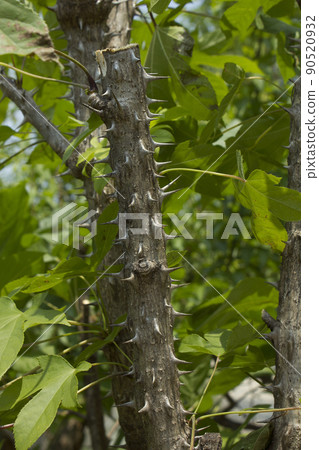 A tree A tree 90520932