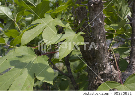 A tree A tree 90520951