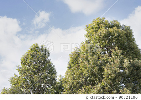 Yellow-green young leaf-lined avenue [Landscape] 90521196