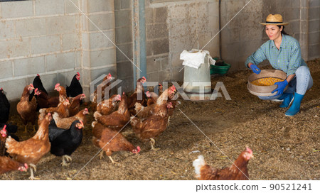Woman farmer working in henhouse, feeding hens 90521241