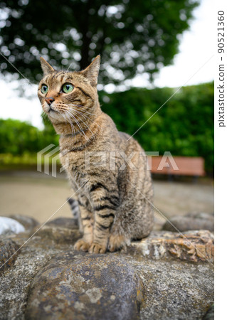 Cat's pet cat in the park 90521360