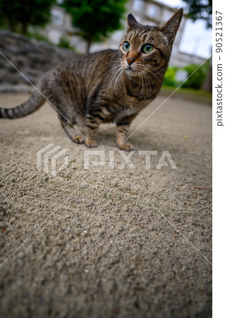 Cat's pet cat in the park 90521367