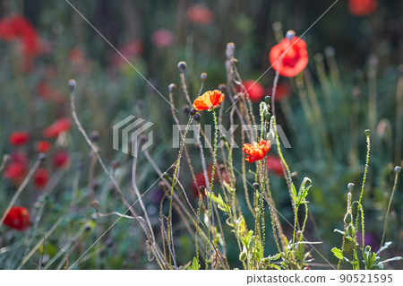 beautiful poppy flowers in summer garden beautiful poppy flowers in summer garden 90521595