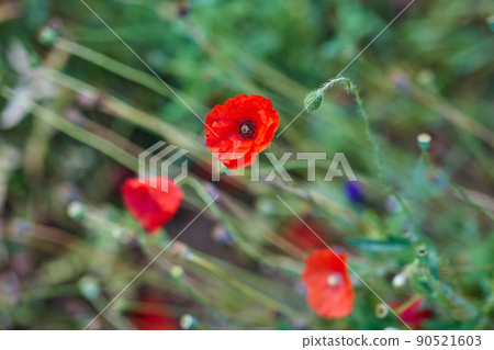 beautiful poppy flowers in summer garden beautiful poppy flowers in summer garden 90521603