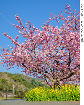 伊豆靜岡_河津櫻花、油菜花盛開的風景 伊豆靜岡_河津櫻花、油菜花盛開的風景 90521754