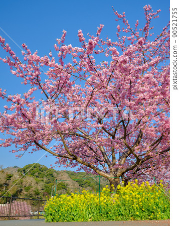 伊豆靜岡_河津櫻花、油菜花盛開的風景 伊豆靜岡_河津櫻花、油菜花盛開的風景 90521755