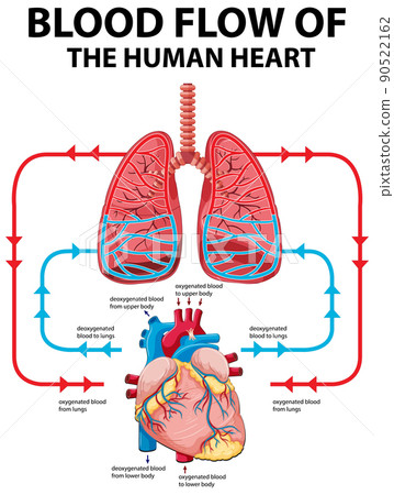 Heart Diagram Blood Flow