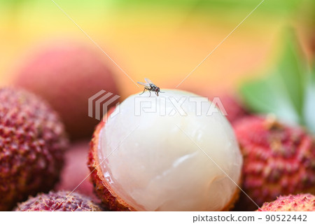 flies on fruit lychee the dirty food contamination hygiene concept, fly on food 90522442