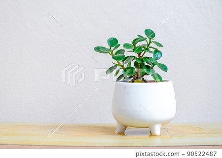 small trees in white pots for decoration in home garden , minimal plant tree Ficus annulata white pot plant on the table small trees in white pots for decoration in home garden , minimal plant tree Ficus annulata white pot plant on the table 90522487