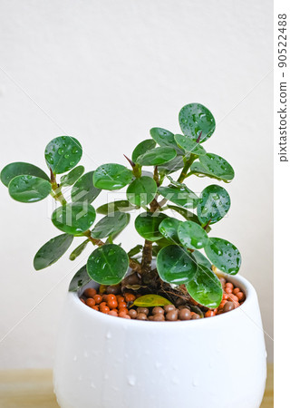 small trees in white pots for decoration in home garden , minimal plant tree Ficus annulata white pot plant on the table 90522488