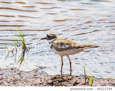Close up shot of Killdeer bird 90522594
