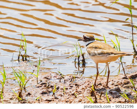 Close up shot of Killdeer bird 90522596