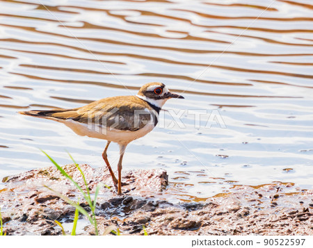Close up shot of Killdeer bird 90522597