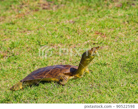Close up shot of American softshell turtles 90522598
