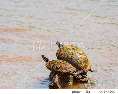 Close up shot of Red-eared slider 90522599