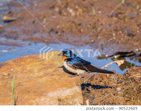 Close up shot of cute Barn swallow 90522605