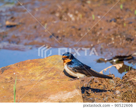 Close up shot of cute Barn swallow Close up shot of cute Barn swallow 90522606