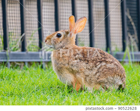 Close up shot of cute Cottontail rabbit 90522628