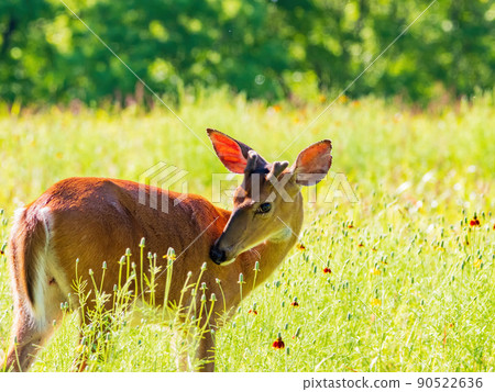 Sunny view of the White-tailed deer 90522636
