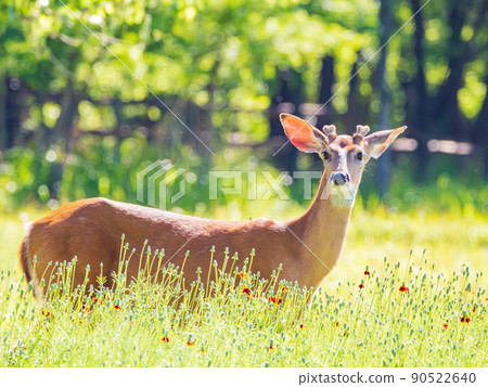 Sunny view of the White-tailed deer 90522640