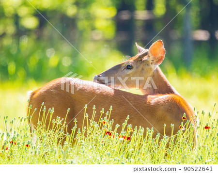Sunny view of the White-tailed deer 90522641