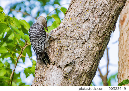 Close up shot of female Red-bellied woodpecker 90522649