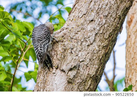 Close up shot of female Red-bellied woodpecker Close up shot of female Red-bellied woodpecker 90522650
