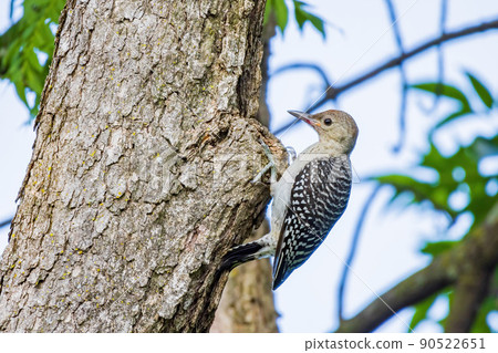 Close up shot of female Red-bellied woodpecker 90522651