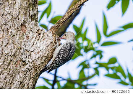 Close up shot of female Red-bellied woodpecker 90522655