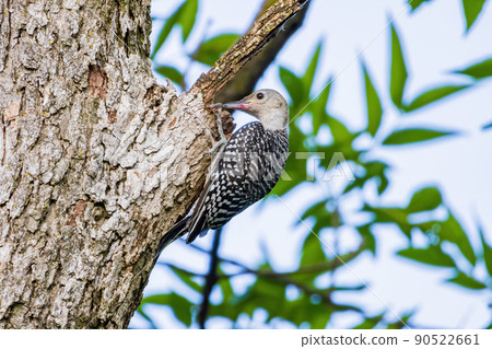 Close up shot of female Red-bellied woodpecker catching Hogna spider 90522661