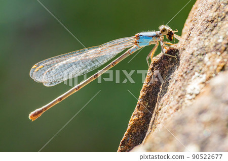 Close up shot of Powdered dancer Dameselfly eating insect Close up shot of Powdered dancer Dameselfly eating insect 90522677