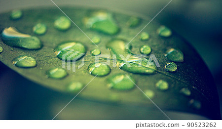 Morning dew settling on the plants. Closeup shot of water droplets on a leaf. 90523262