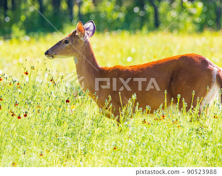 Sunny view of the White-tailed deer Sunny view of the White-tailed deer 90523988