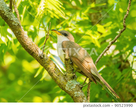 Close up shot of Yellow-billed cuckoo Close up shot of Yellow-billed cuckoo 90523990