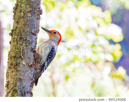 Close up shot of Red-bellied woodpecker Close up shot of Red-bellied woodpecker 90524006