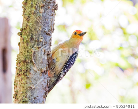 Close up shot of Red-bellied woodpecker 90524011