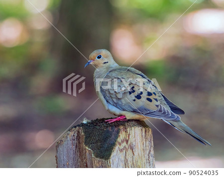Close up shot of Mourning dove 90524035